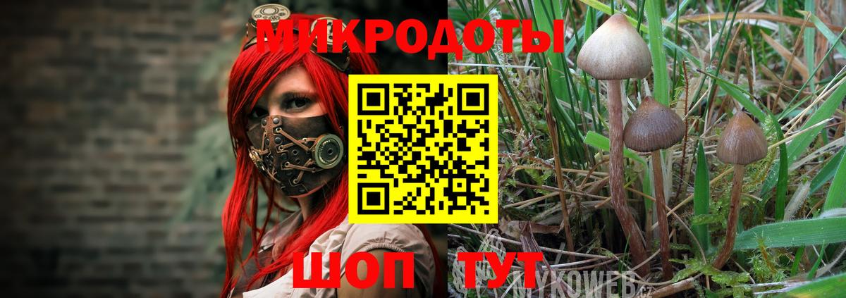 Псилоцибиновые грибы прущие грибы Губаха